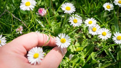A closeup of fingers picking one tiny daisy from many.