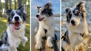 Three images of a dog 