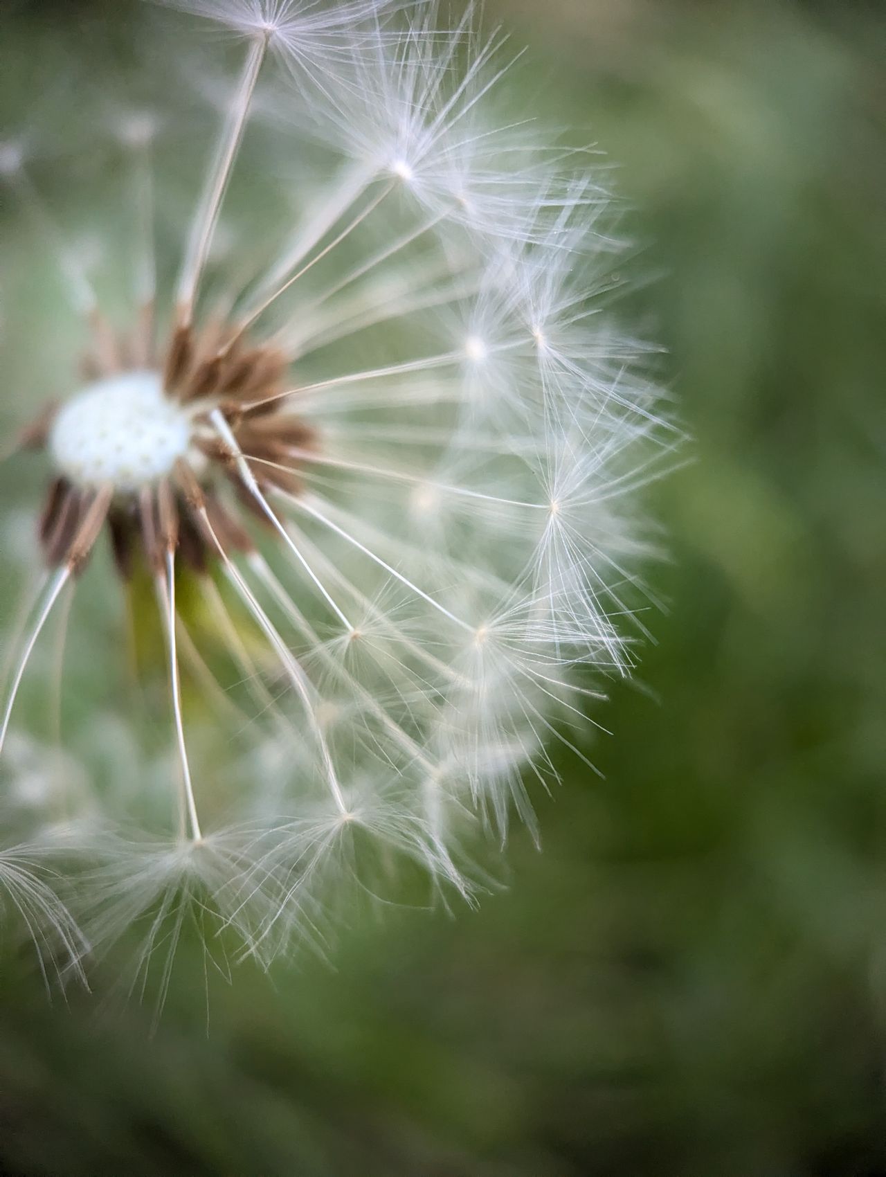 A close-up shot of a dandelion taken with a Moment Macro 10x lens attached to a Google Pixel 7 Pro