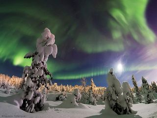 Lyubov Trifonova in Murmansk, Russia, snapped this image of aurora above a snowy forest, with Pleiades and the Hyades visible through the dancing lights.
