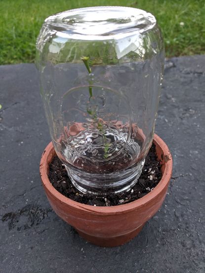 Potted Rose Cutting Under A Mason Jar