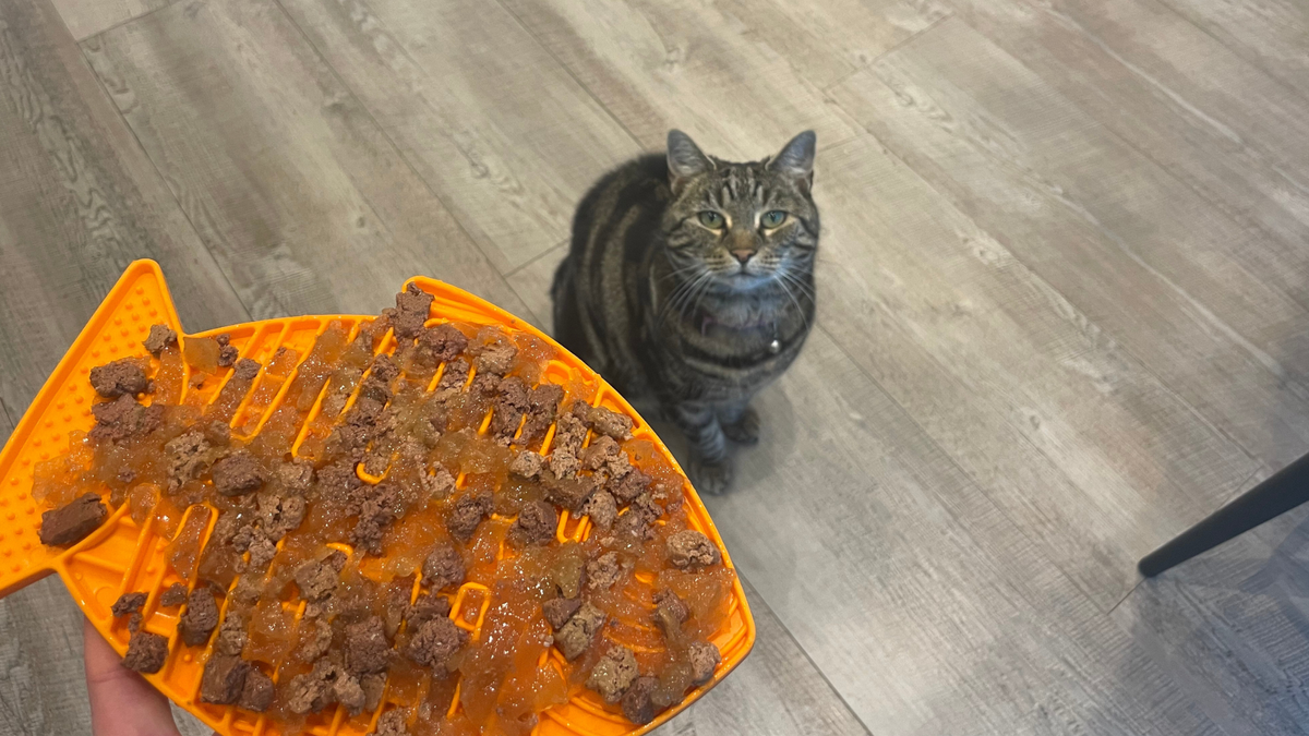 I tested the best cat puzzle feeders to help my cats digestion here are the winners PetsRadar