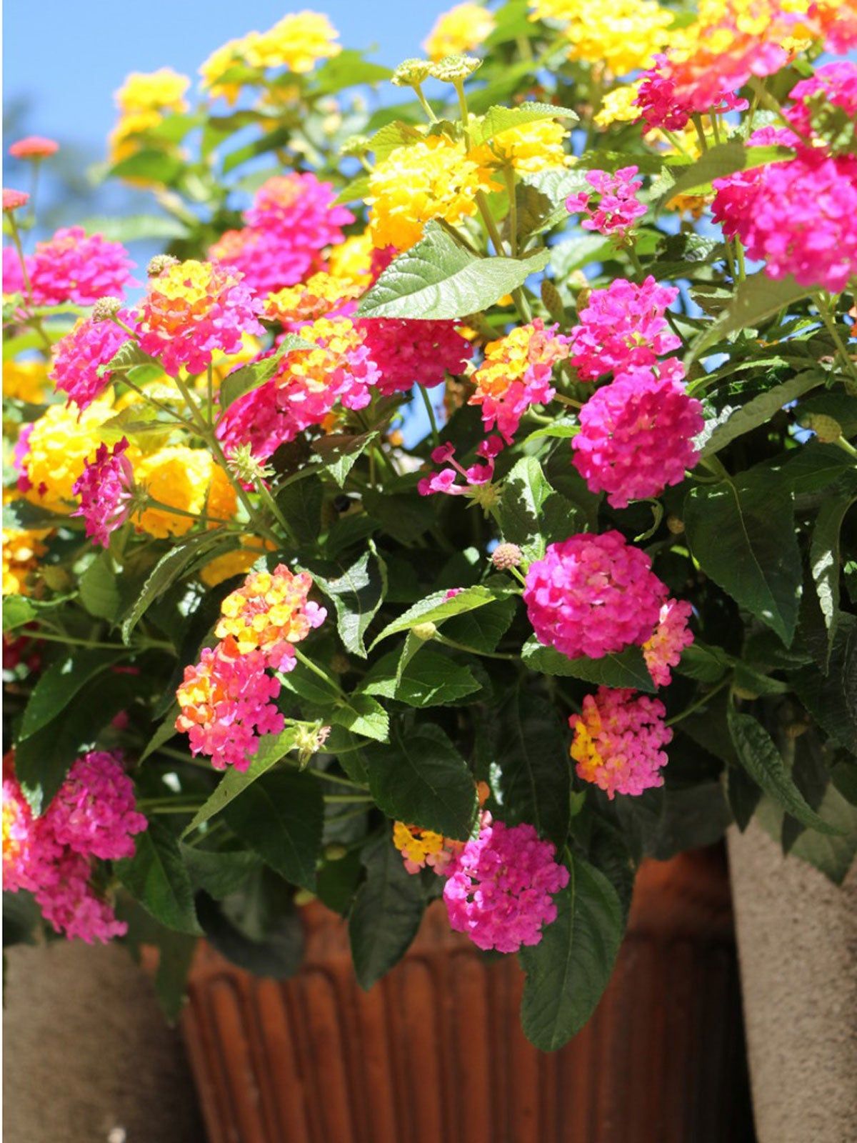 Growing Lantana In Containers Tips On Caring For Lantana In Pots Gardening Know How