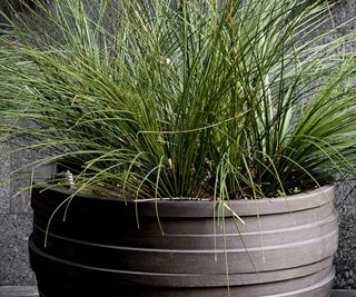Clay pot with ornamental grass planted