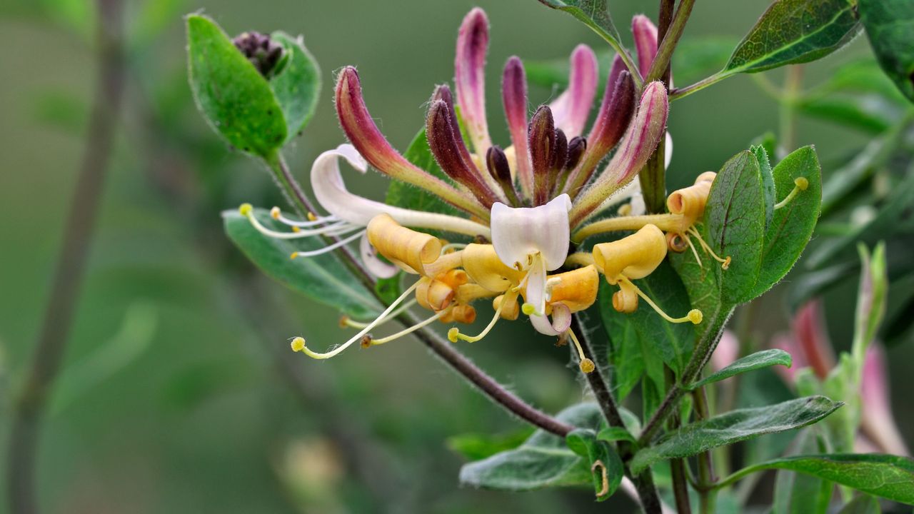 A close-up of a honeysuckle