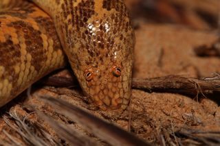 Orange speckled sand boa snake with bulging reddish eyes