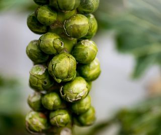 Brussels sprouts growing ready to harvest