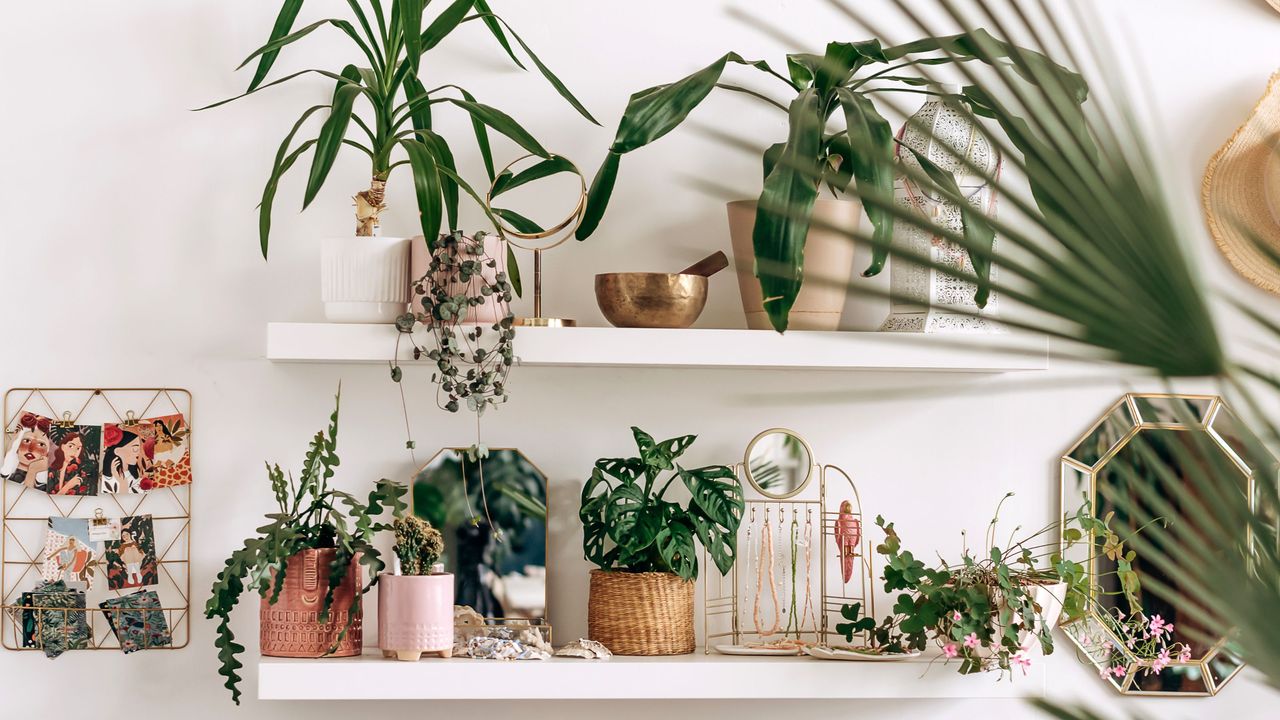 Multiple different plants on two tiered white shelving units