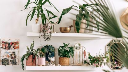 Multiple different plants on two tiered white shelving units
