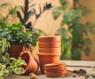 terracotta pots and succulent plants