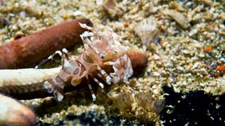 Harlequin Shrimp