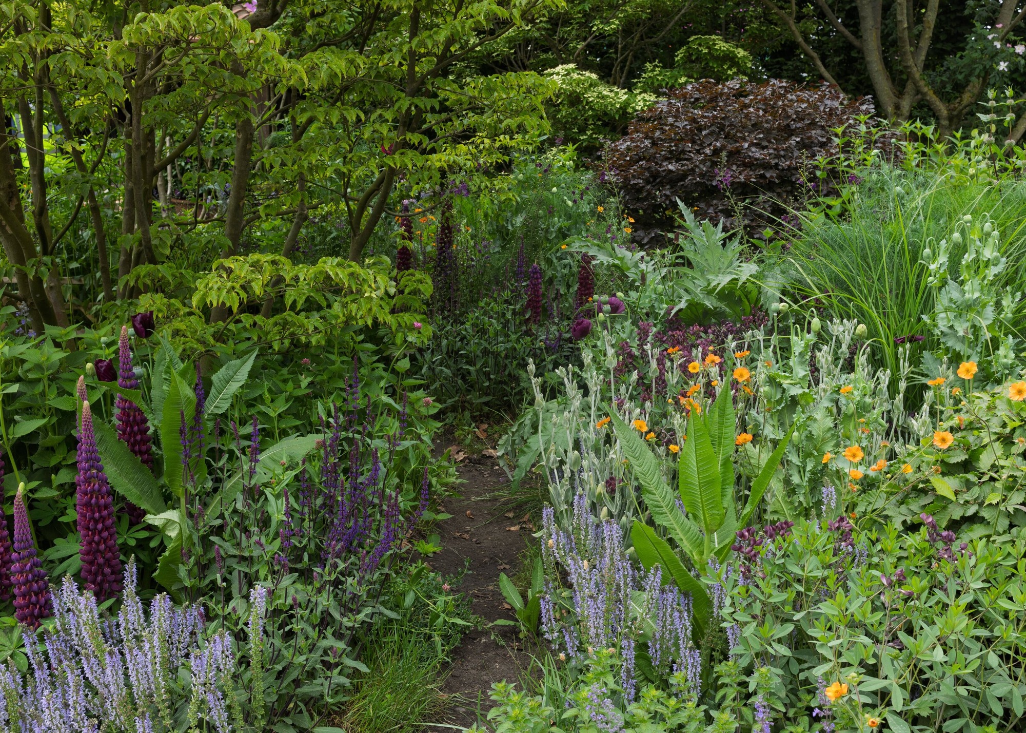 RHS Chelsea Flower Show 2025 garden designed by Monty Don with lupins, salvia and other burgundy, purple and orange plants