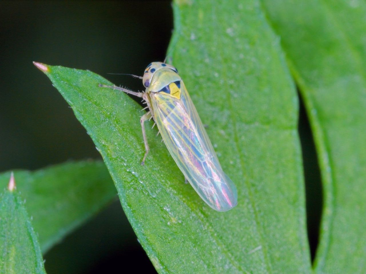 Closeup of a leafhopper insect on a leaf