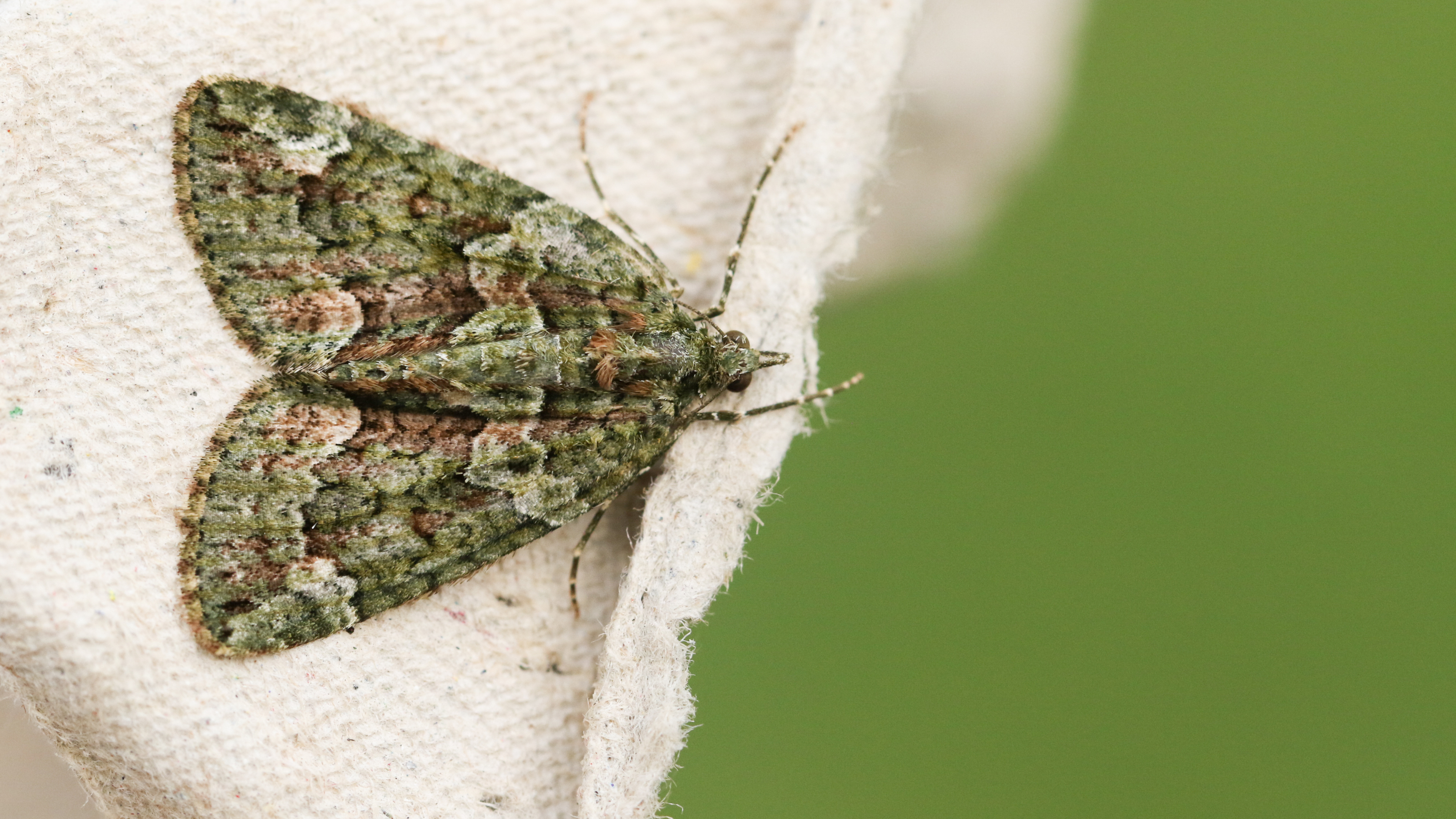 Green carpet moth on a peice of beige fabric.