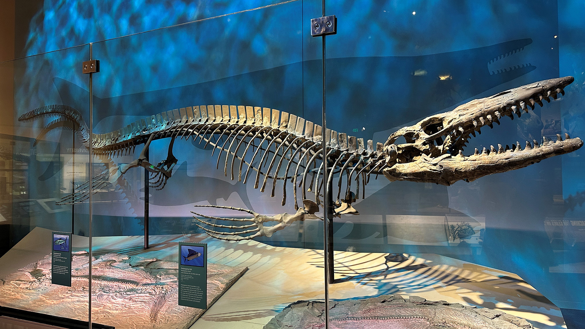 A large skeleton of a mosasaur is on display in a museum, in front of a blue wall.
