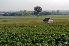 Meursault and Montrachet 2020