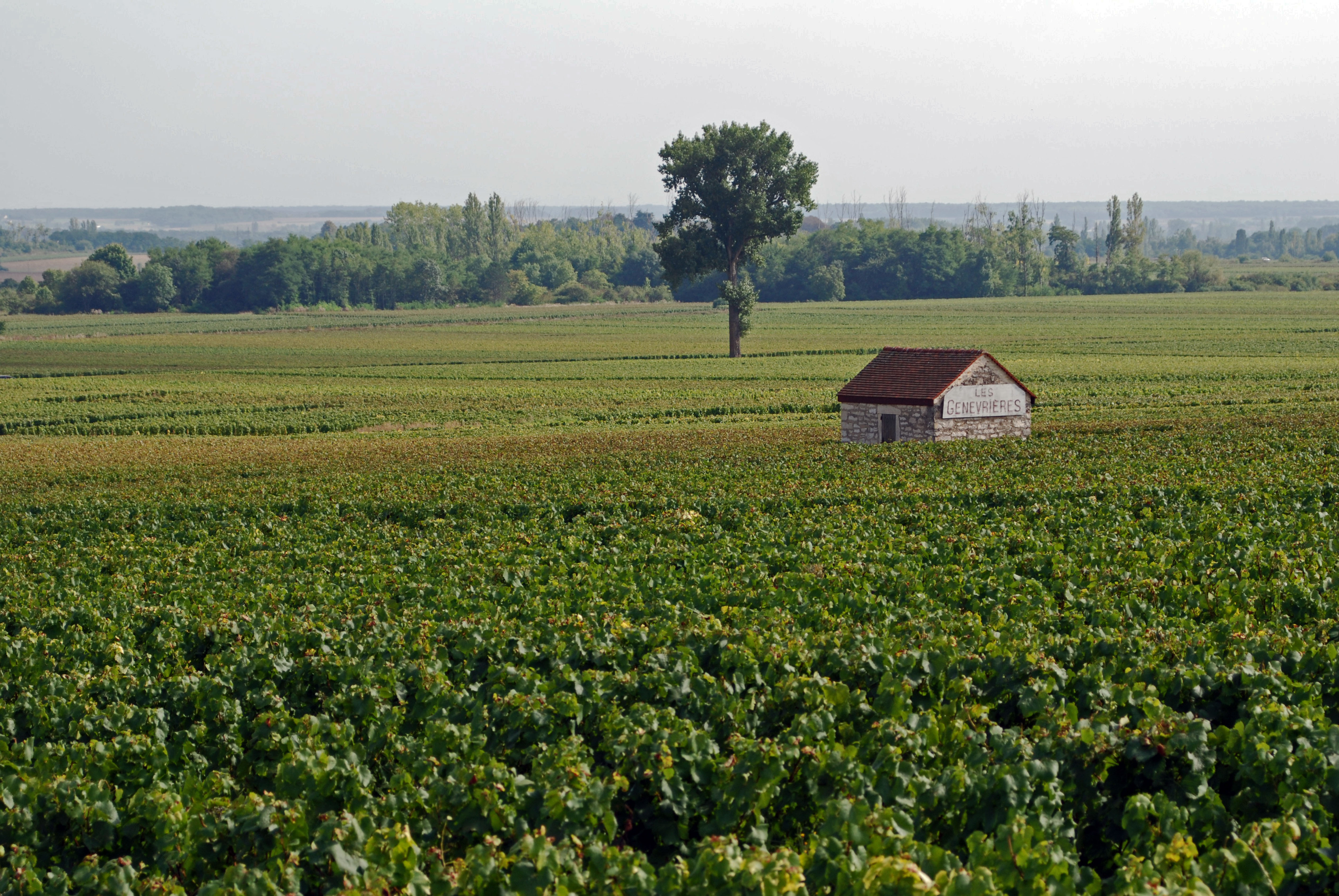 Meursault and Montrachet 2020