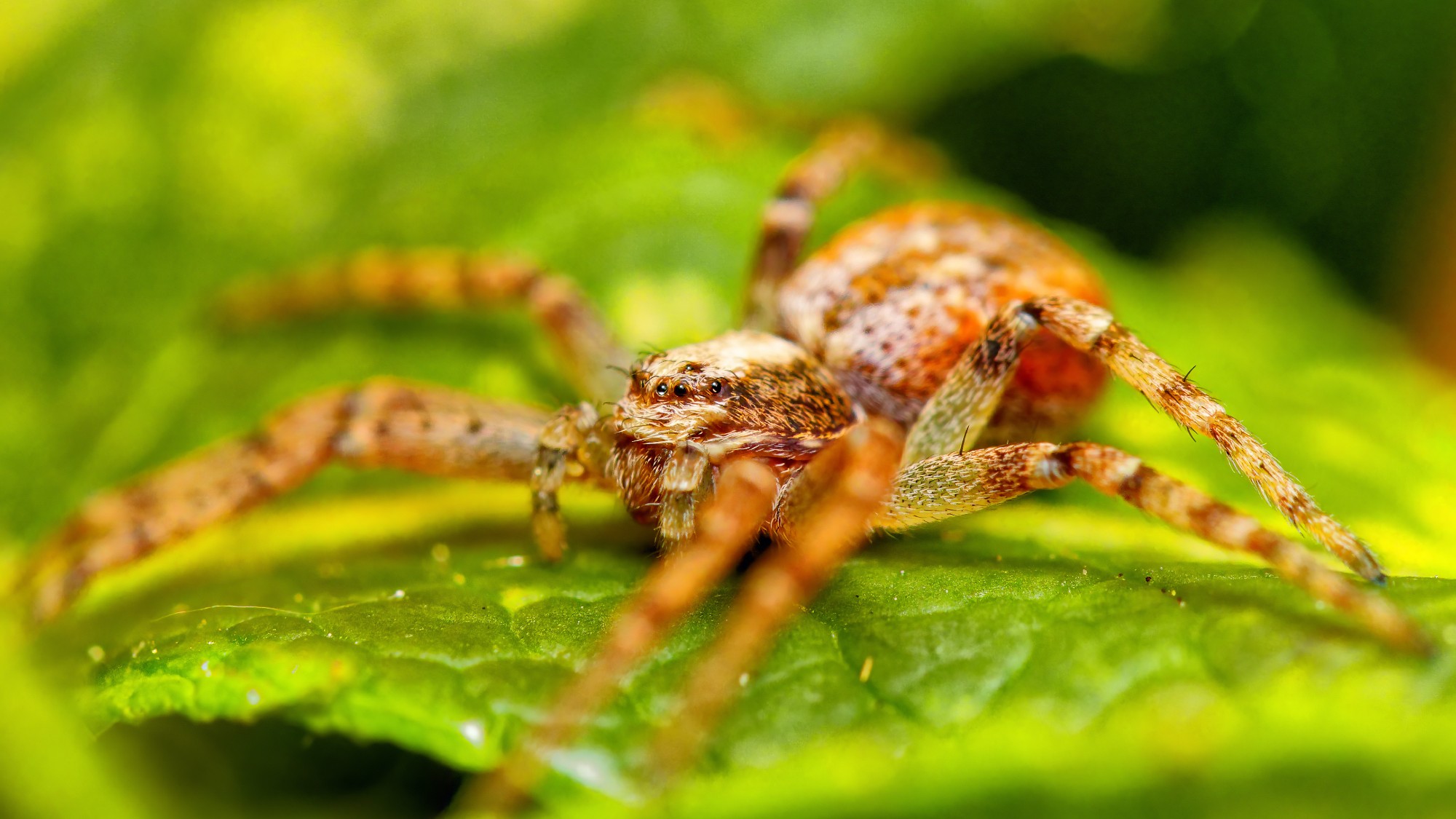 Cheiracanthium inclusum, alternately known as the black-footed yellow sac spider