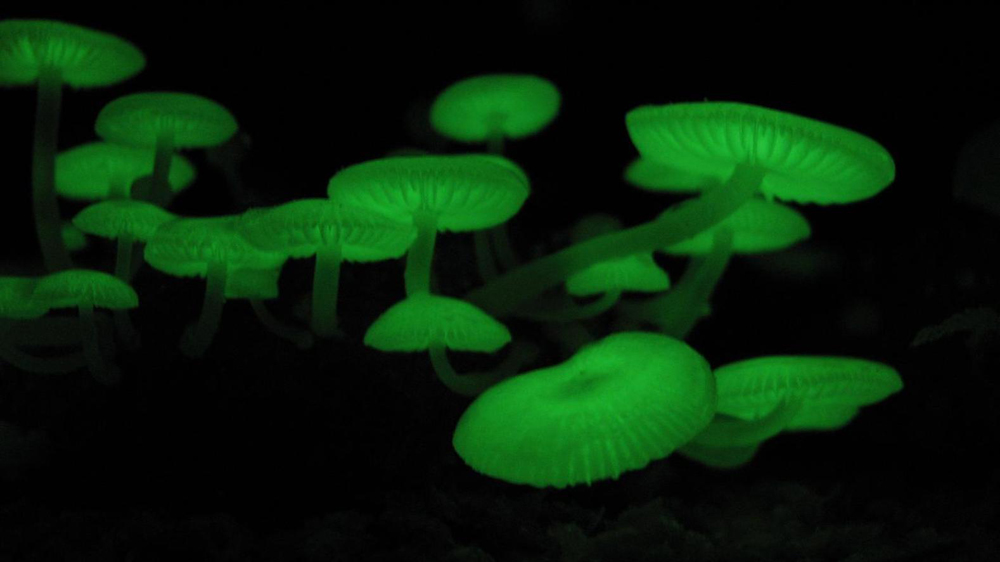 Mycena chlorophos – a fungus found in subtropical Asia.