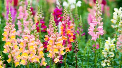 Snapdragons in bloom