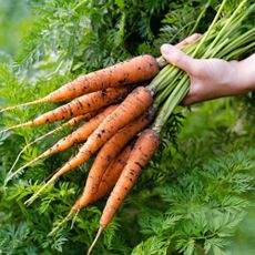 Hand holding freshly harvested carrots with green tops in a garden