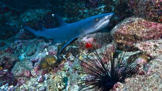 An underwater photo of a shark swimming with a sea urchin in the foreground