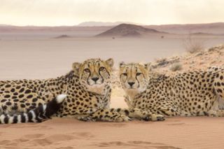 Cheetah, super cats nature pbs