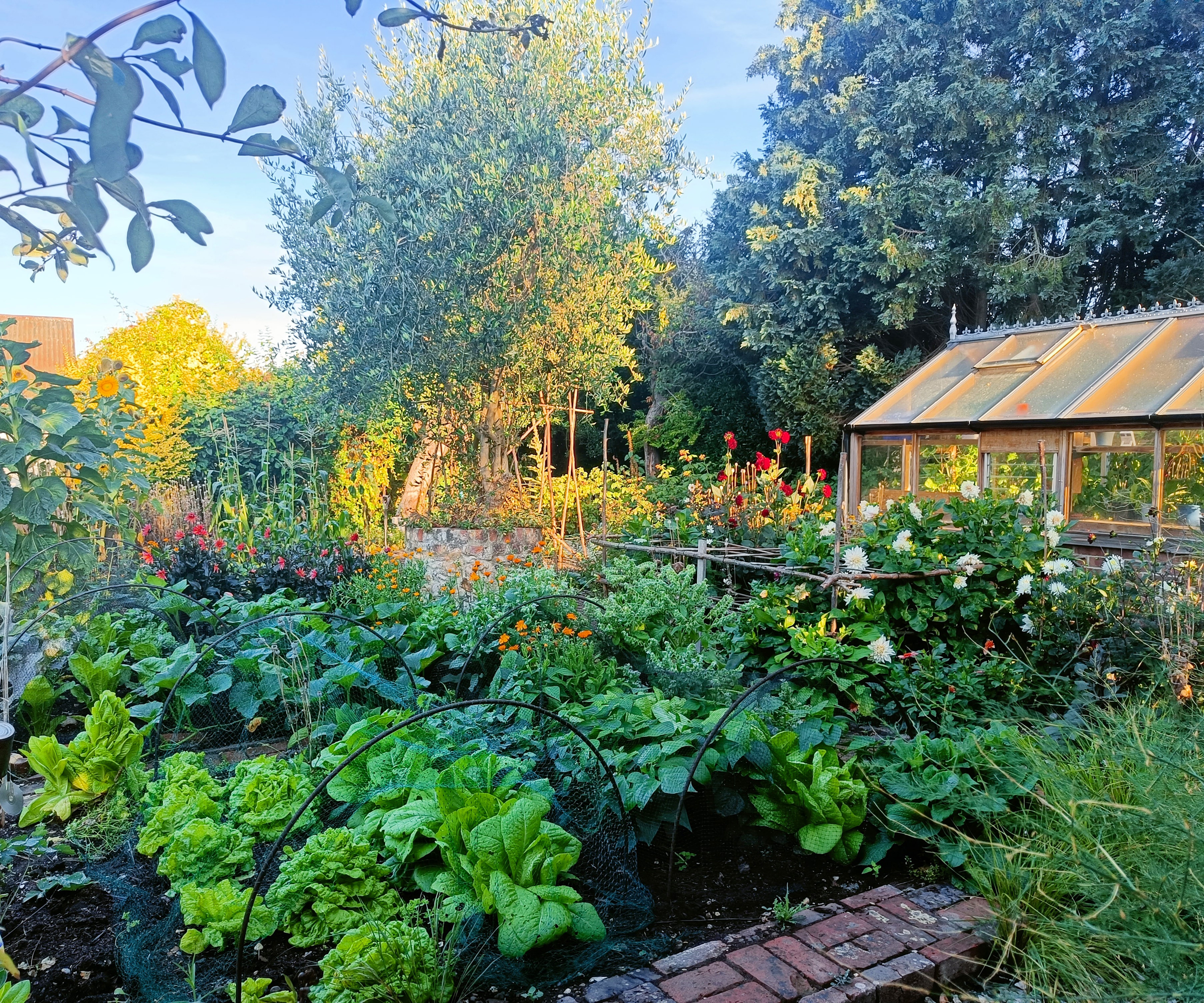 A vegetable garden with flowers and a greenhouse at dusk