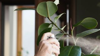 Spraying leaves of fake plant
