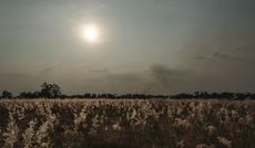 hot weather and sun in a grass field