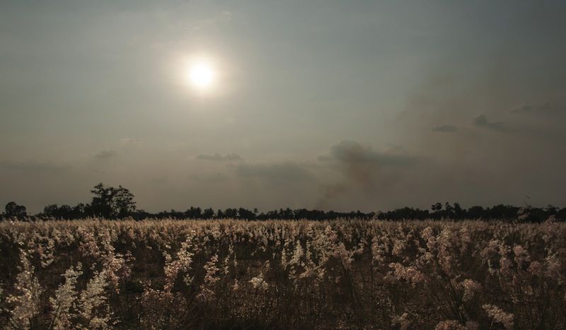 hot weather and sun in a grass field