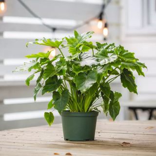A shangri-la philodendron on a wooden deck