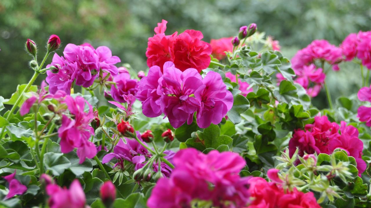 red and pink geraniums in a garden border to support an expert guide on what to do with geraniums after flowering