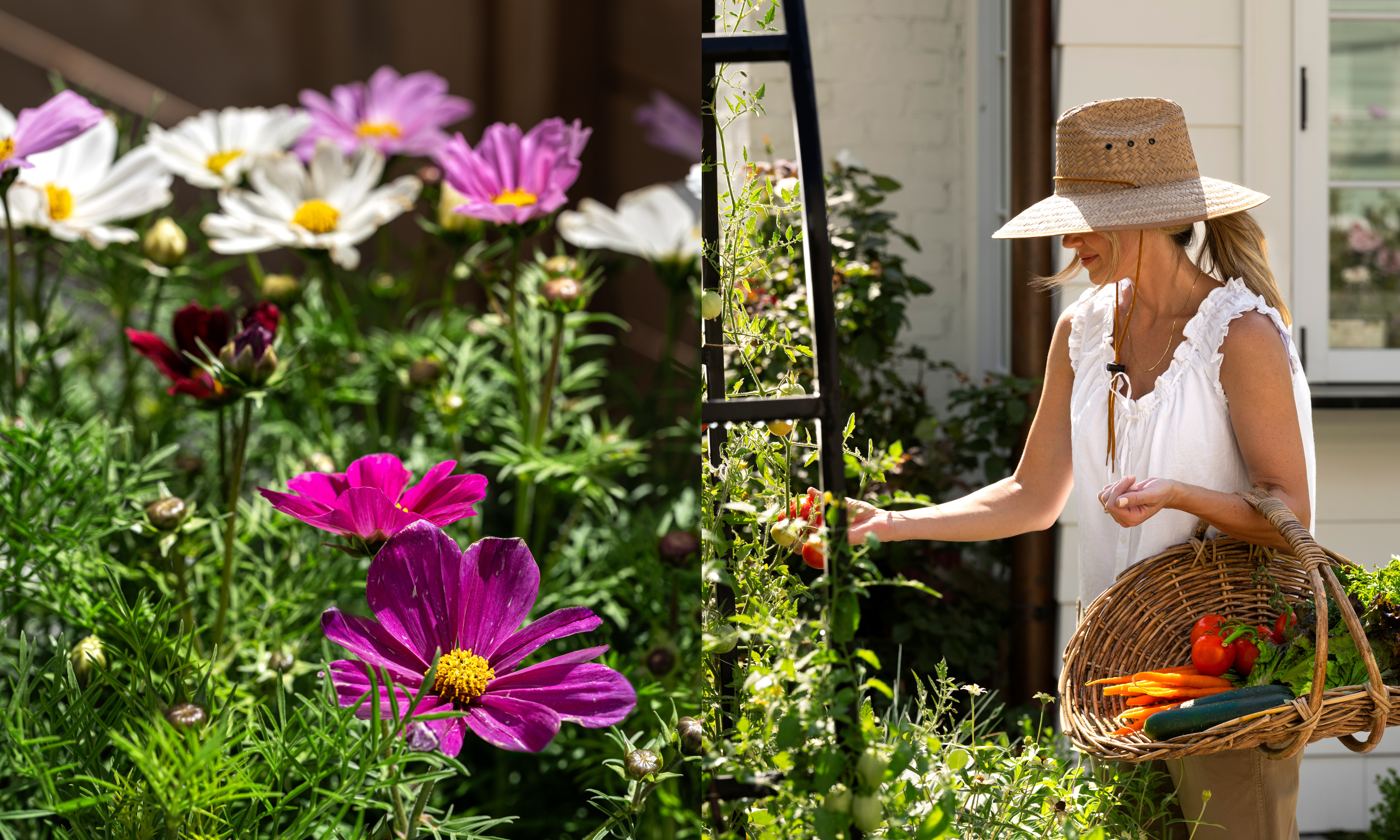 Cosmos flowers and Shea McGee picking tomatoes from a vine holding a wicker trug full of vegetables