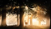 Red stag deer photographed in the fog at sunrise