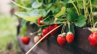 What to Do With Strawberry Plants Once They Finish Fruiting – 3 Simple Steps for a Bigger Yield Next Year
