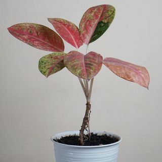 Potted Chinese evergreen plant