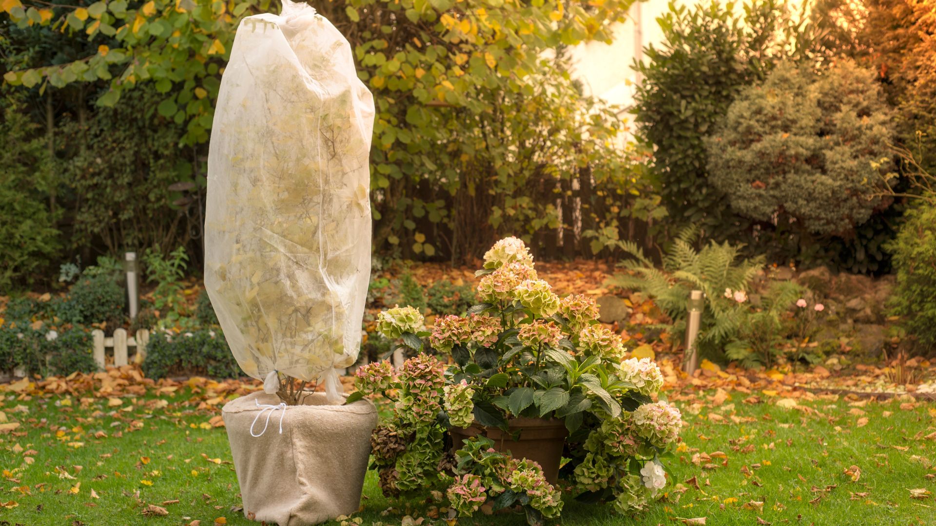 picture of tree in pot with horticulture fleece over the top of it