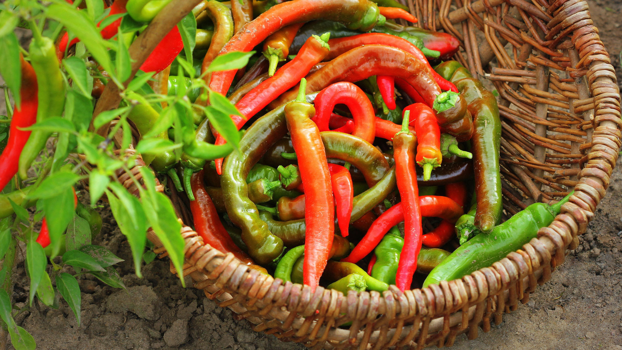 chili pepper fruits in basket near plant leaves
