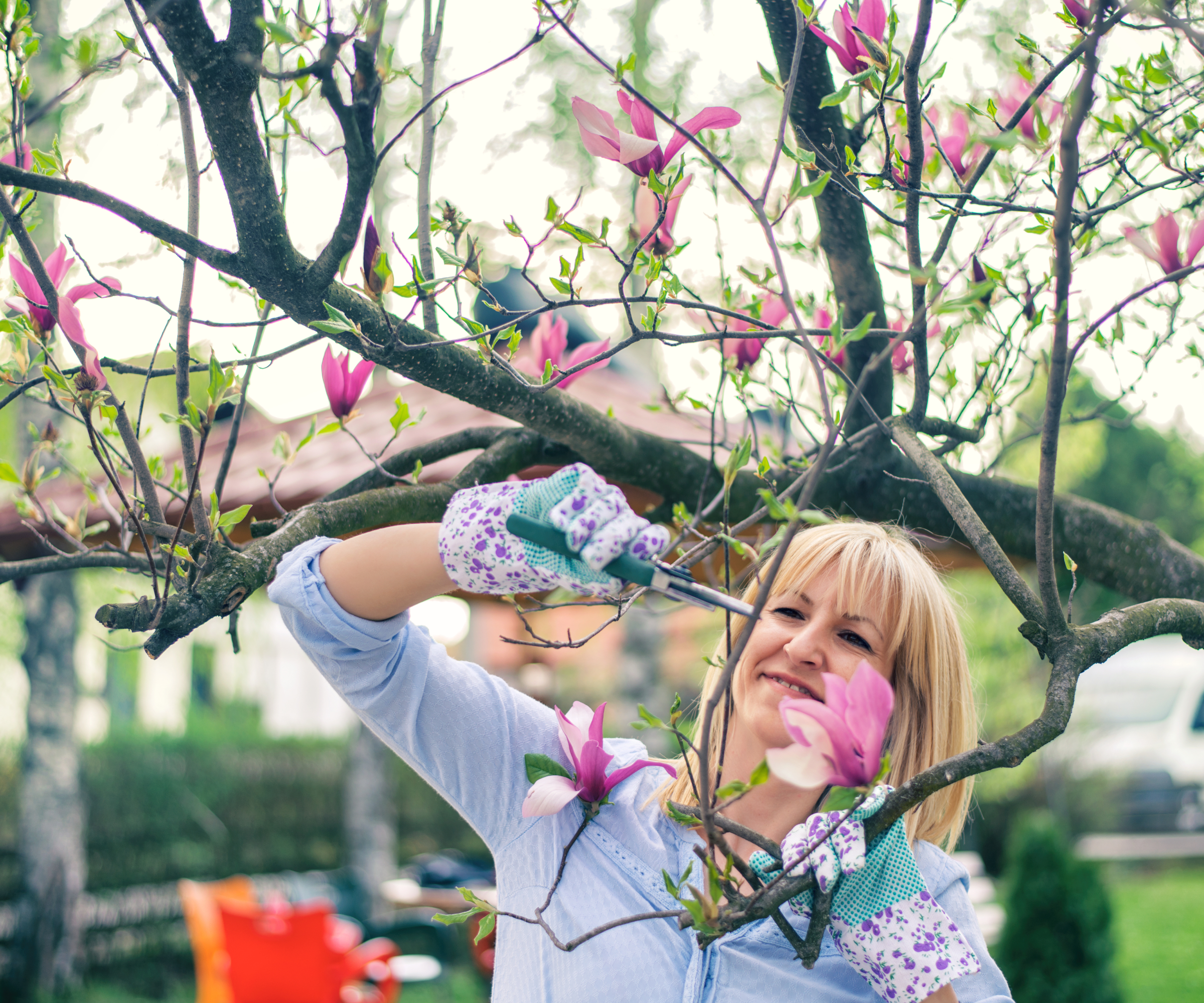 A woman pruning a magnolia tree