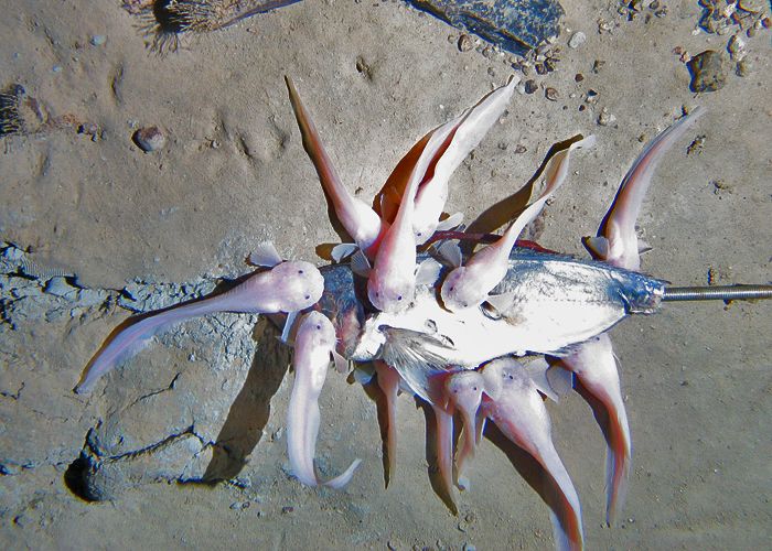 Kermadec Trench fish