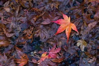 maple leaf on pile of leaves