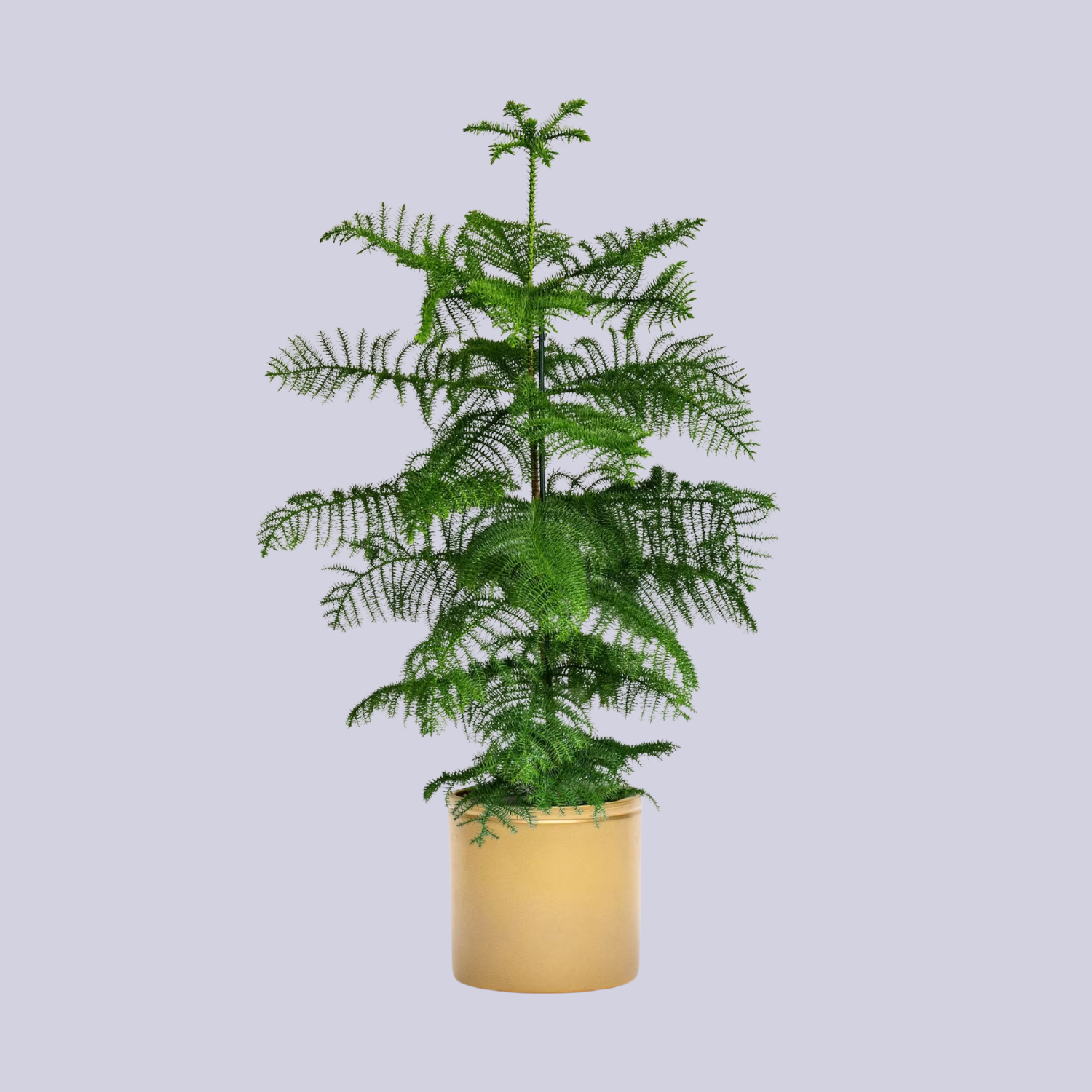 A potted Norfolk pine
