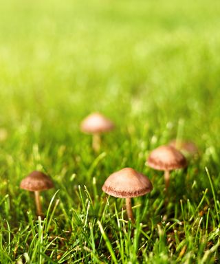 Mushrooms growing on a lawn