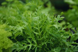 Arugula leaves