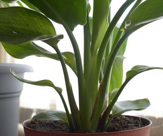 base of bird of paradise leaves and stem in indoor pot