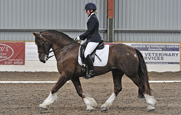 native-pony-doing-dressage.jpeg