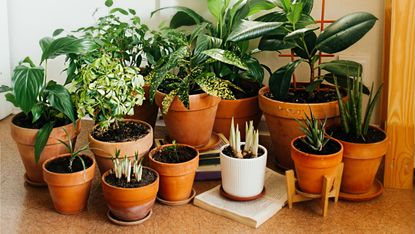 Terracotta indoor planters