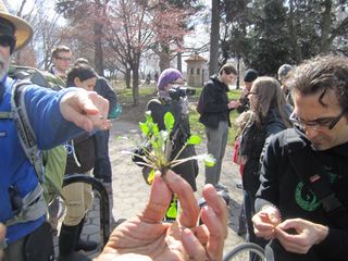 The first edible plant to turn up on a foraging tour in early March was a surprise. Poor man's pepper doesn't typically show up this early in the year. Tour guide Steve Brill has seen the start of spring creep up by roughly three weeks in his 30 years lea