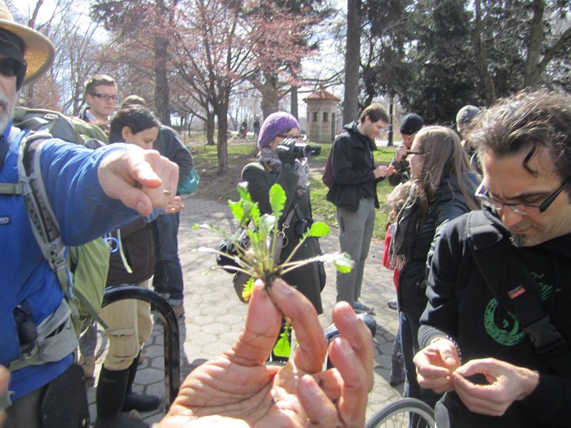 The first edible plant to turn up on a foraging tour in early March was a surprise. Poor man&#039;s pepper doesn&#039;t typically show up this early in the year. Tour guide Steve Brill has seen the start of spring creep up by roughly three weeks in his 30 years lea